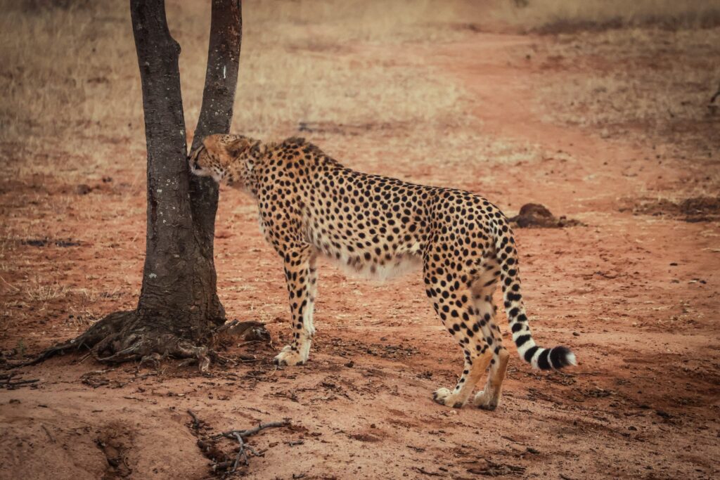 A picture of a cheetah sniffing a tree while stalking its prey in Kruger National Park.