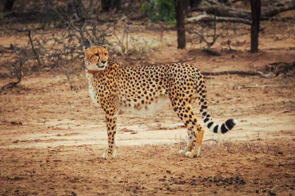 A cheetah with a tracking collar standing in a dry landscape looking back across the camera.