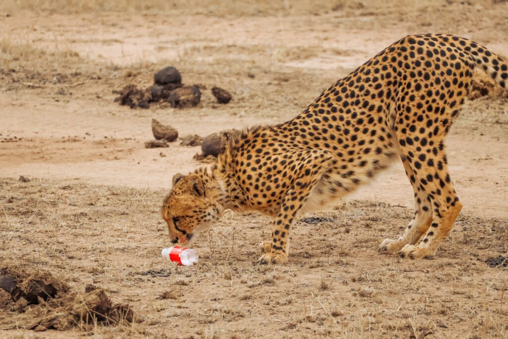 A picture of a cheetah crouched down sniffing a plastic bottle which has been left in a dry landscape.