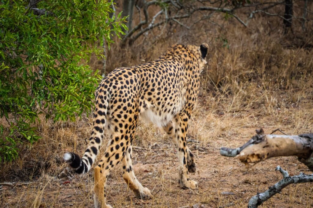 Cheetah walking away from the camera into dense bushes and trees amongst a dry landscape in Kruger National Park.