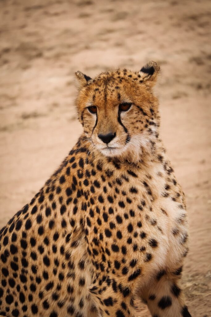 A close-up portrait of a cheetah sitting calmly, its amber eyes reflecting a quiet intensity. The background fades into soft focus, highlighting the striking black tear markings that run from its eyes to its mouth, a signature feature of the cheetah's face.