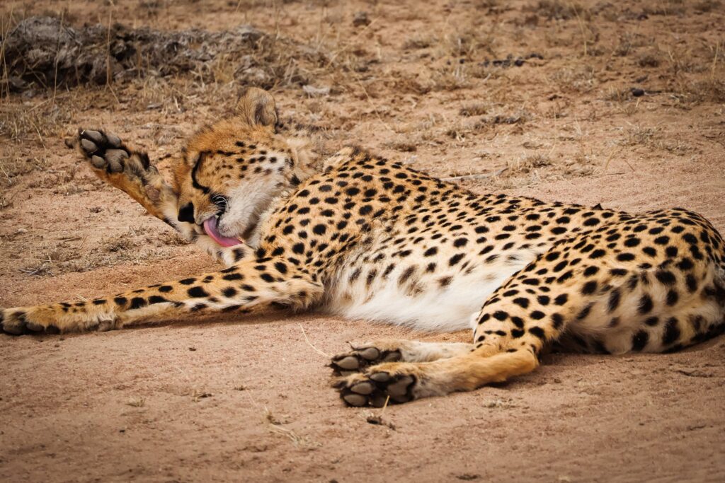 A cheetah lies on the ground, grooming itself with its tongue while stretching out its legs. The relaxed posture contrasts with its typically fast and agile demeanor, showcasing a moment of rest in the dry, dusty plains of Kruger National Park.