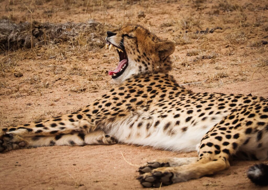 A cheetah yawning while lying on the ground in a dry, sandy landscape in Kruger National Park.