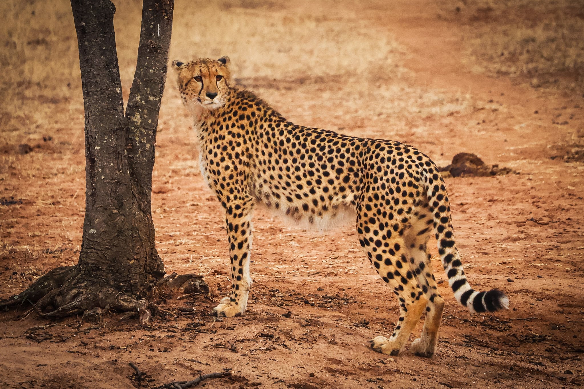 A cheetah stands alert beside a tree in a dry, savannah-like landscape, its sleek, spotted coat blending with the earthy tones of the surroundings. The cheetah's gaze is focused, capturing the elegance and grace of this predator in Kruger National Park.