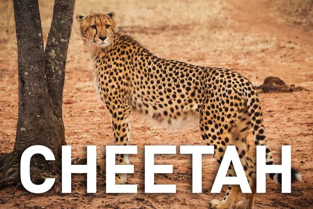 Cheetah. Click this image to go to my posts about Cheetahs.
