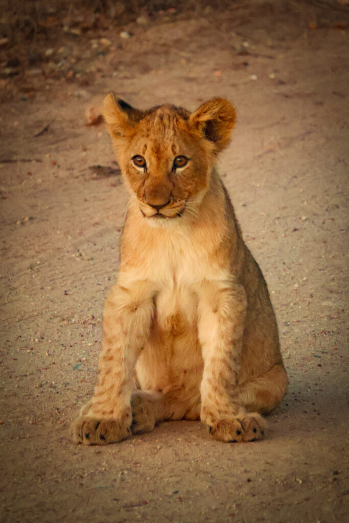 Lion cub sitting on sand path in Kruger National Park
