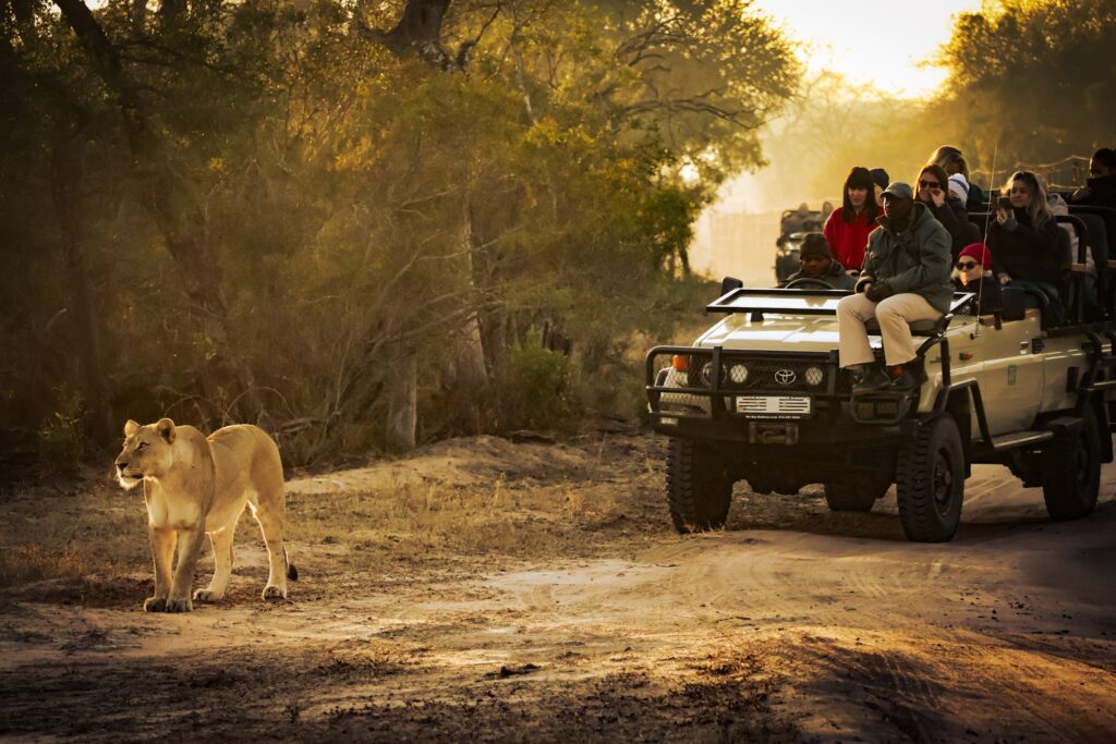 Safari Jeep metres away from a lion in Kruger National Park