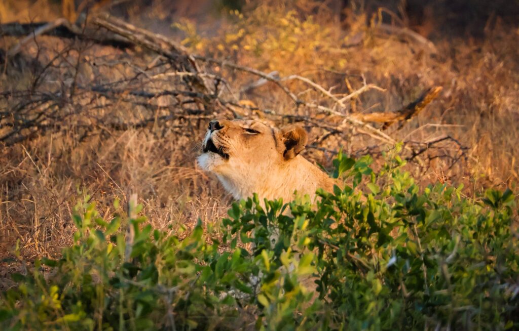 Female Lion roaring, sitting behind a bush in a dry landscape in Kruger National Park