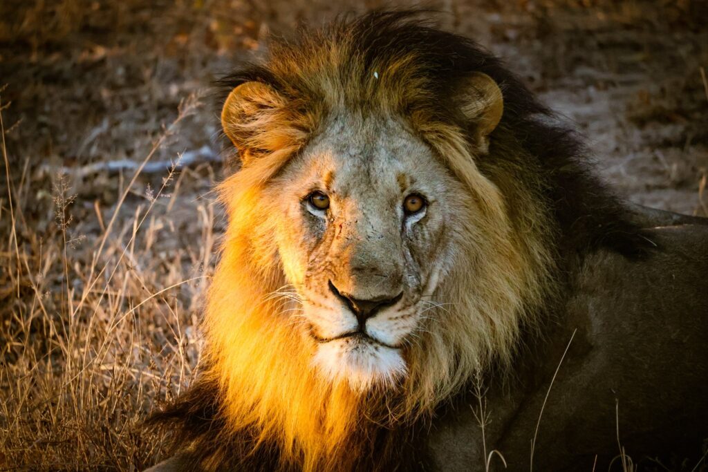 Male Lion looking into the camera with the sun shining on his mane in Kruger National Park