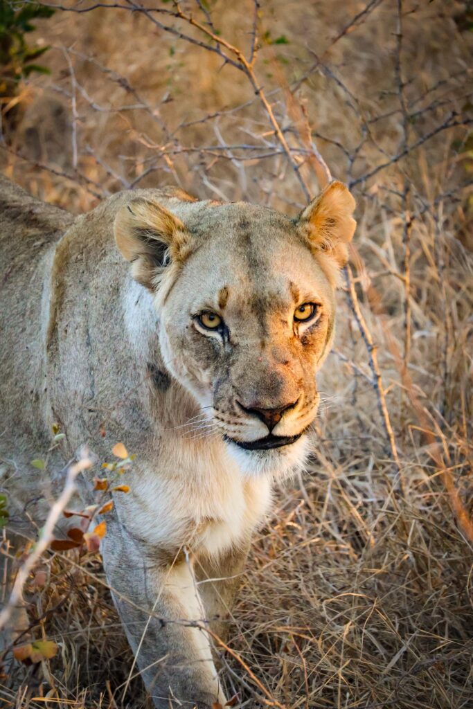 Female lion looking into the camera while walking in Kruger National Park