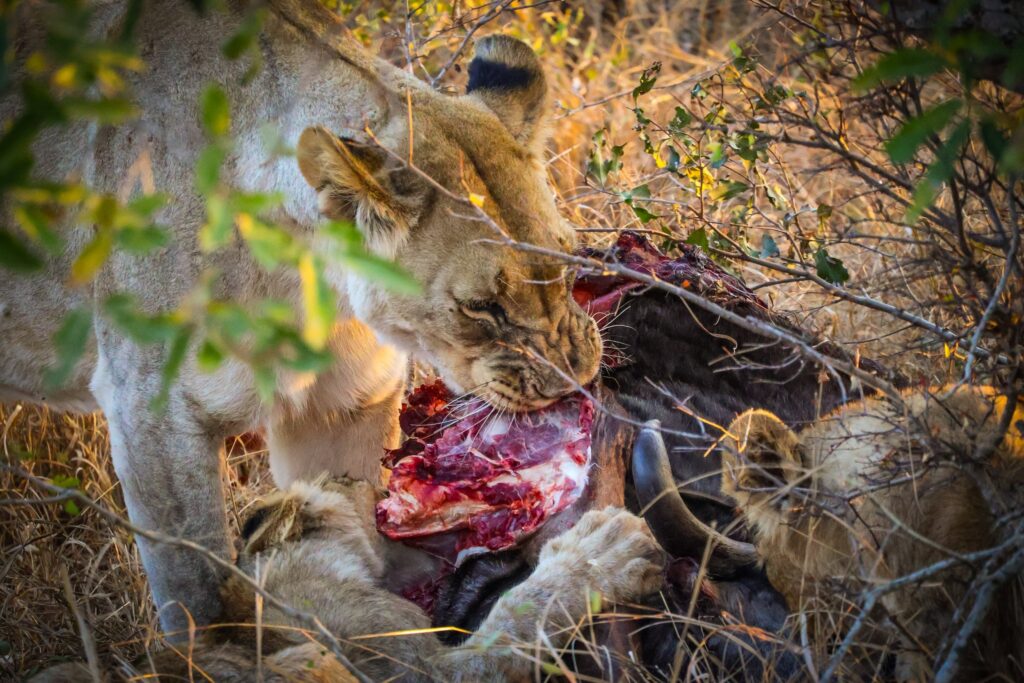 Female lion and two cubs eating their kill in Kruger National Park.