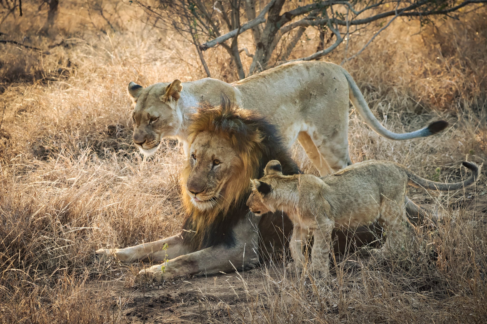 Male and Female Lion with a cub in Kruger National Park.