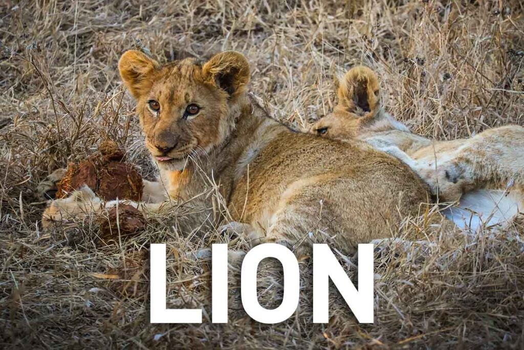 Lion. Click this image to go to my posts about Lions.