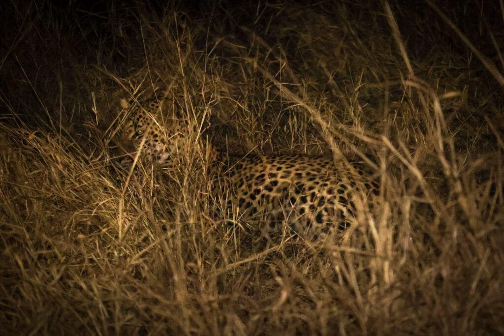 A picture of a leopard walking through tall grass in Kruger National Park