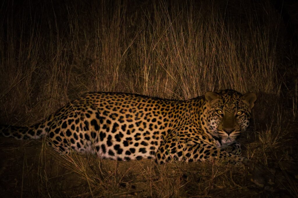 A picture of a leopard lying down, looking into the camera lens at night in Kruger National Park.