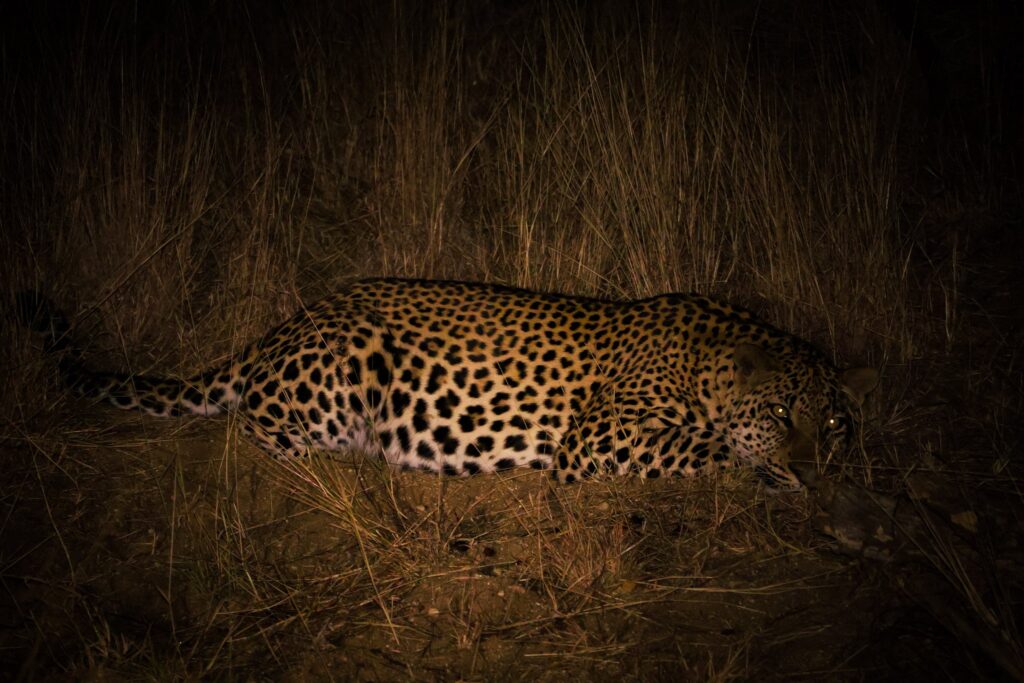A picture of a leopard lying down with its head on its paws at night in Kruger National Park.