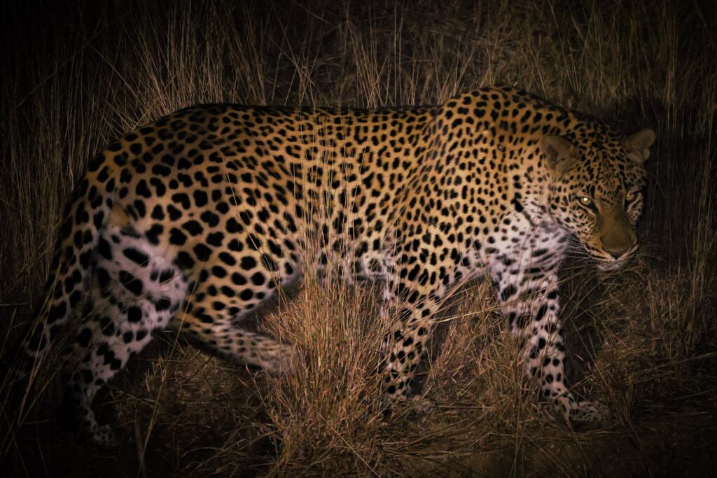 A picture of a leopard walking at night in Kruger National Park.