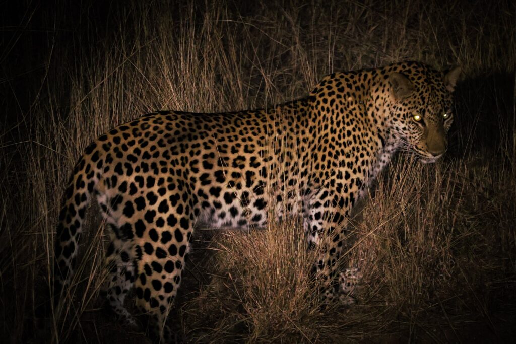 A picture of a leopard looking back on itself while walking, looking into the camera lens at night in Kruger National Park.