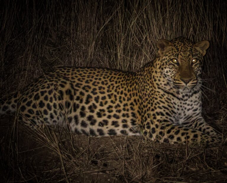 A picture of a leopard lying down, looking into the camera lens at night in Kruger National Park.