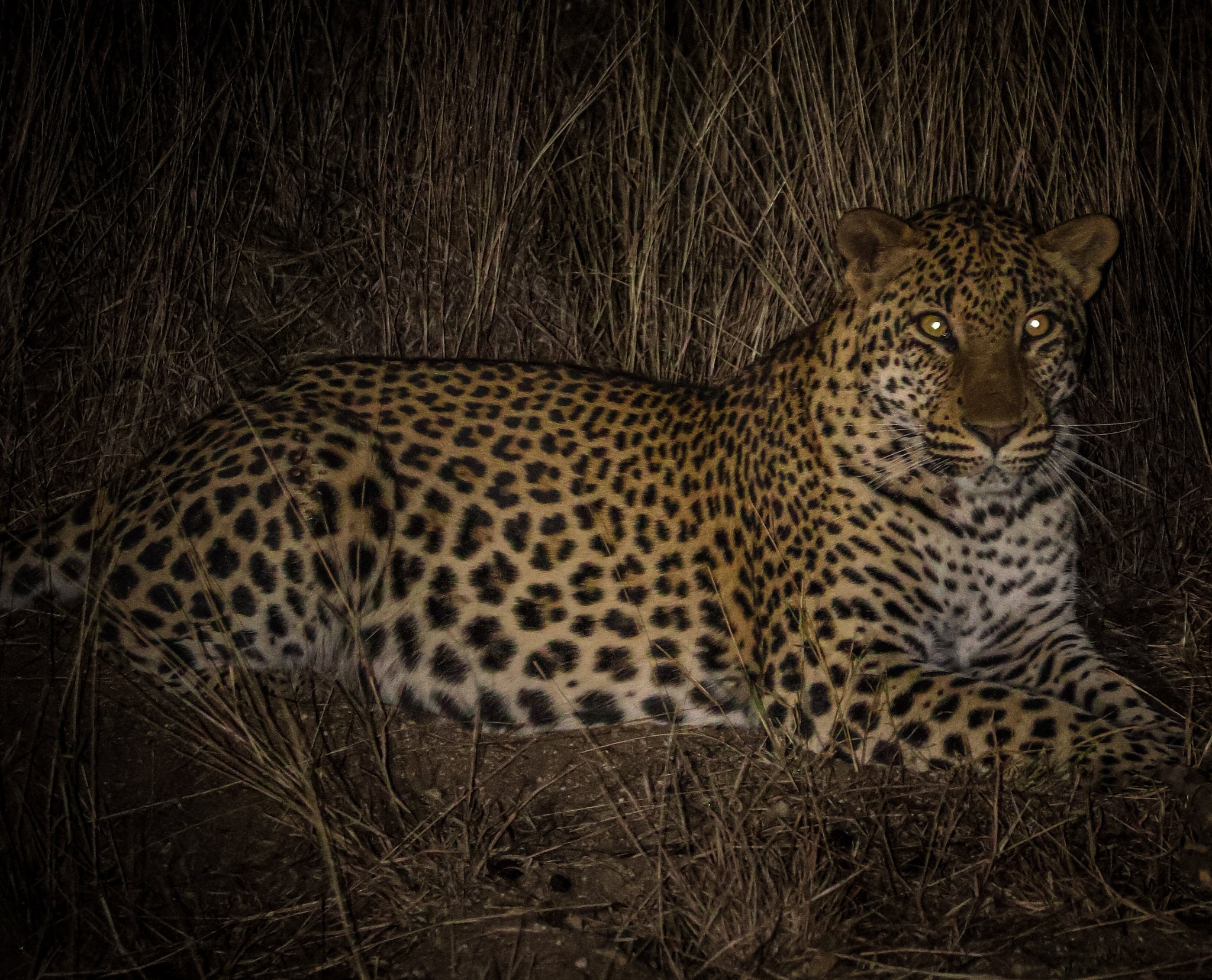 A picture of a leopard lying down, looking into the camera lens at night in Kruger National Park.