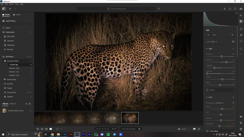 A screenshot of editing a photo of a leopard in Adobe Lightroom.